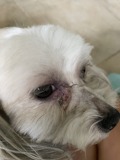 Pet Groomer «Good Dog Legacy LLC», reviews and photos, 19366 Robinwood Ln, Covington, LA 70433, USA