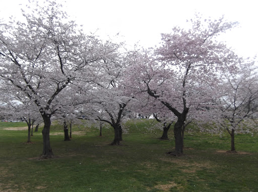 Park «Lafayette Square», reviews and photos, Pennsylvania Ave NW & 16th Street Northwest, Washington, DC 20001, USA