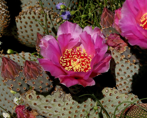 Anza-Borrego Desert State Park Visitor Center image