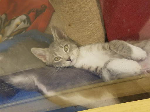 Pet Supply Store «PetSmart», reviews and photos, 3081 S 5600 W, Salt Lake City, UT 84120, USA