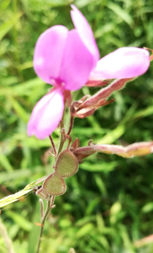 Nature Preserve «Audubon Greenwich», reviews and photos, 613 Riversville Rd, Greenwich, CT 06831, USA