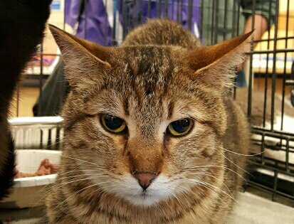 Pet Supply Store «Pet Supplies Plus», reviews and photos, 9 Waukegan Rd, Deerfield, IL 60015, USA