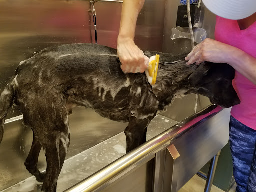 BYOD dog wash