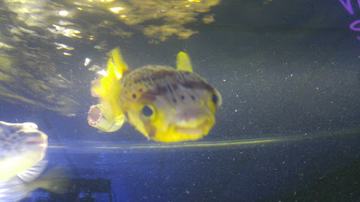 Pet Store «Pets Plus-Reptiles & Exotic», reviews and photos, 421 West Ave, Lockport, NY 14094, USA