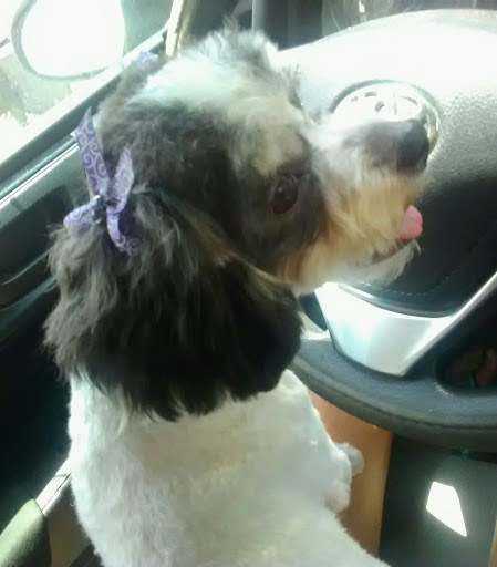 Pet Groomer «Pretty Paws Salon & Spa», reviews and photos, 604 S 77 Sunshine Strip, Harlingen, TX 78550, USA