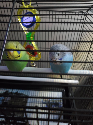 Pet Store «A Family Pet Center», reviews and photos, 6230 N Lockwood Ridge Rd, Sarasota, FL 34243, USA