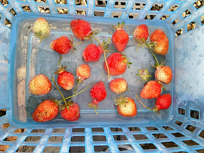 ミナファ 直売所