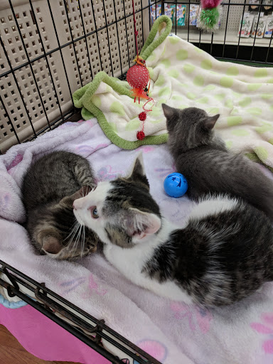 Pet Store «Pet Supermarket, Inc.», reviews and photos, 2446 N University Dr, Coral Springs, FL 33065, USA