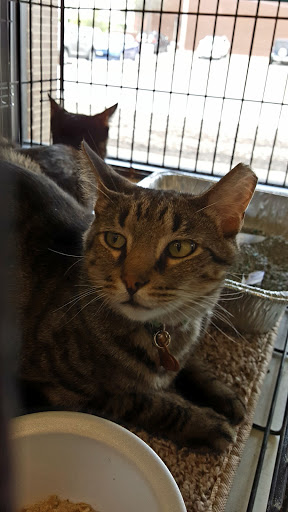 Pet Supply Store «Pet Supplies Plus», reviews and photos, 9 Waukegan Rd, Deerfield, IL 60015, USA