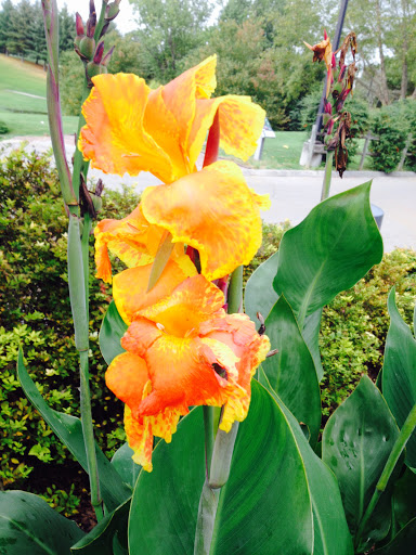 Golf Course «Pine Oaks Golf Course», reviews and photos, 1709 Buffalo Rd, Johnson City, TN 37604, USA