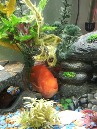 Pet Groomer «We Lov Pets», reviews and photos, 3853 Northpointe Dr, Zanesville, OH 43701, USA