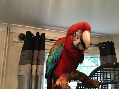 Macaw and Parrots Store