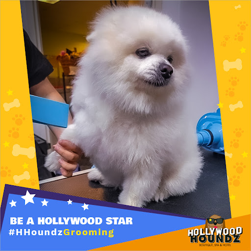 Pet Groomer «Hollywood Houndz Boutique, Spa & Hotel», reviews and photos, 4243 W Lake Mary Blvd, Lake Mary, FL 32746, USA