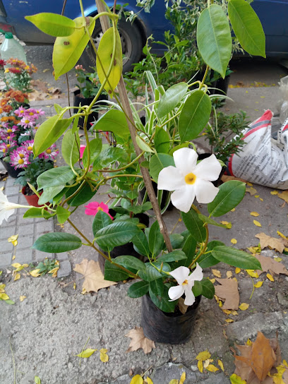 Servicio de plantas para interior