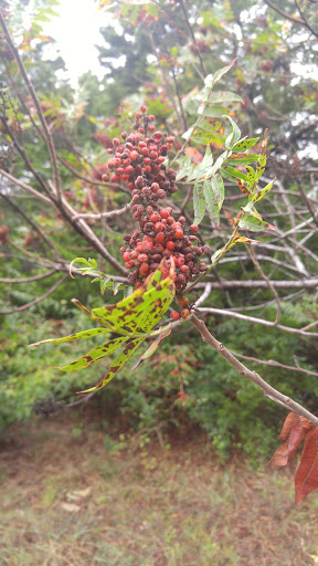 Nature Preserve «Oak Cliff Nature Preserve», reviews and photos, 2875 Pierce Street, Dallas, TX 75233, USA