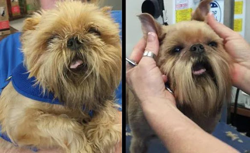 Pet Supply Store «Adogable PET SERVICES», reviews and photos, 4884 Sun City Center Blvd, Sun City Center, FL 33573, USA