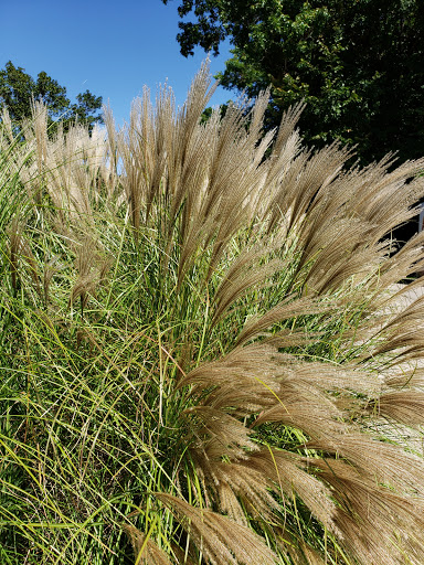 Zoo «Niabi Zoo», reviews and photos, 13010 Niabi Zoo Rd, Coal Valley, IL 61240, USA