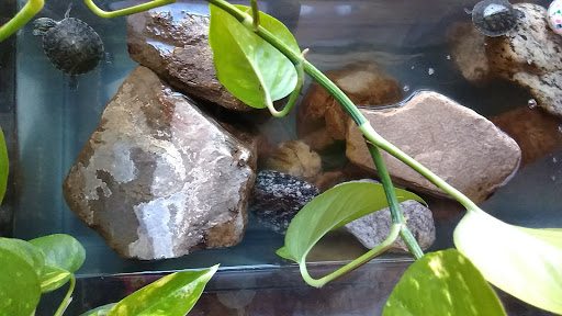 Tropical Fish Store «Sunset Pet & Supplies», reviews and photos, 1373 Sunset Blvd, Los Angeles, CA 90026, USA