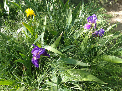 Park «Metcalfe Park», reviews and photos, 315 W Beale St, Kingman, AZ 86401, USA