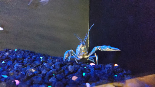 Pet Supply Store «Petco Animal Supplies», reviews and photos, 5975 20th St, Vero Beach, FL 32966, USA