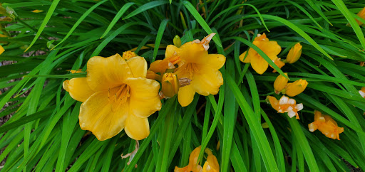 Museum «Shelton-McMurphey-Johnson House», reviews and photos, 303 Willamette St, Eugene, OR 97401, USA