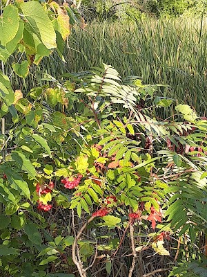 Timber Shores Park - photo 41