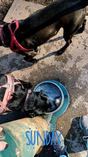 Pet Supply Store «The Good Dog Shoppe Kennesaw/The Good Dog Co.Atl», reviews and photos, 4200 Wade Green Rd NW #5, Kennesaw, GA 30144, USA