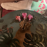 Photo n°5 de l'avis de Alessandra.a fait le 06/07/2023 à 10:47 sur le  Frangipane Garden Restaurant à San Benedetto del Tronto