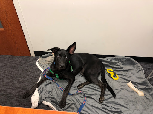 Subaru Dealer «Brilliance Subaru», reviews and photos, 1500 N Randall Rd, Elgin, IL 60123, USA