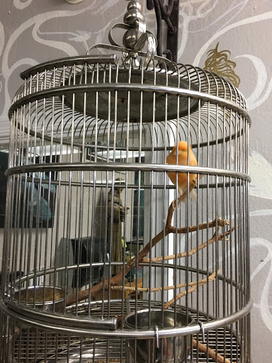 Bird Shop «Arizona Bird Store», reviews and photos, 565 S Dobson Rd, Mesa, AZ 85202, USA