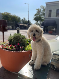 Counterbalance K9 Services LLC - Photo 8 - Car repair in , Chico