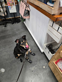 Salty Paws - Photo 4 - Car repair in Punta Gorda, FL, Cape Coral