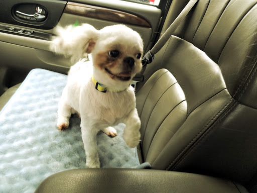 Pet Store «34 Pet Shop», reviews and photos, 3434 W Slauson Ave, Los Angeles, CA 90043, USA