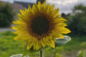 Ballymoyer Sunflower Festival image