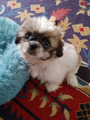 Pet Store «Wet Pets», reviews and photos, 1712 Montgomery Hwy, Dothan, AL 36303, USA