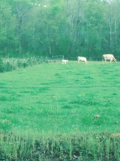 Bankhead National Forest