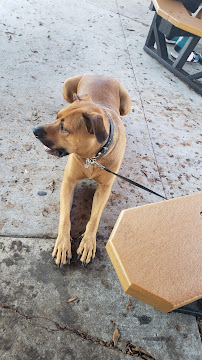 Centinela Feed & Pet Supplies - Photo 8 - Car repair in Redondo Beach, CA, Torrance