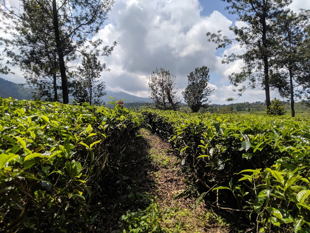 Tea Gunung Mas