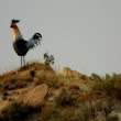 Rooster on the Hill