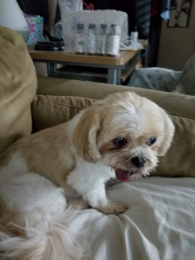 Pet Store «Brooklyn Zoo & Aquarium Pet Store», reviews and photos, 2377 Ralph Ave, Brooklyn, NY 11234, USA