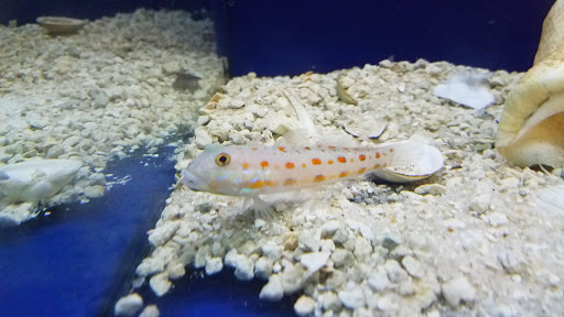 Pet Store «Movie Vault & PETropoliS live», reviews and photos, 1296 Anderson City Rd, Lawrenceburg, KY 40342, USA