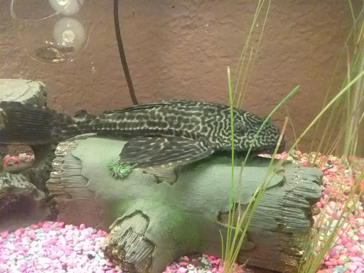 Pet Supply Store «PetSmart», reviews and photos, 3093 E Main St, Russellville, AR 72802, USA