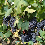 Photo n°2 de l'avis de Corinne.p fait le 03/10/2021 à 16:16 sur le  Agriturismo Il Nuovo Merendero à Scansano