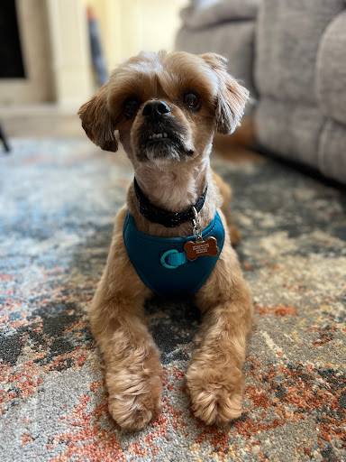 Pet Supply Store «PetSmart», reviews and photos, 1810 Cumming Hwy, Canton, GA 30114, USA