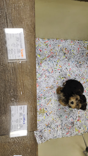 Pet Store «The Pet Shop», reviews and photos, 1988 MacArthur Rd, Whitehall, PA 18052, USA