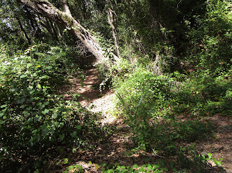 Yellow Bluff Fort Historic State Park