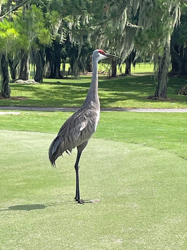 Golf Course «Willowbrook Golf Course», reviews and photos, 4200 FL-544, Winter Haven, FL 33881, USA