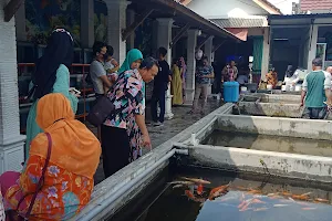Surya Gurami Ikan Hias Surowono Badas Pare Kediri image