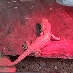 Photo n°1 de l'avis de Bruno.a fait le 29/08/2021 à 13:26 sur le  Bar ristorante Sardegna in Miniatura à Tuili