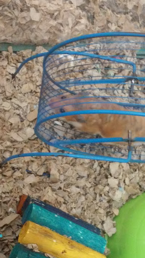 Pet Store «Petland Montgomery», reviews and photos, 7127 Eastchase Pkwy, Montgomery, AL 36117, USA